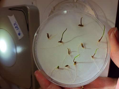 Ogräsfrön dör genom biogasprocesser