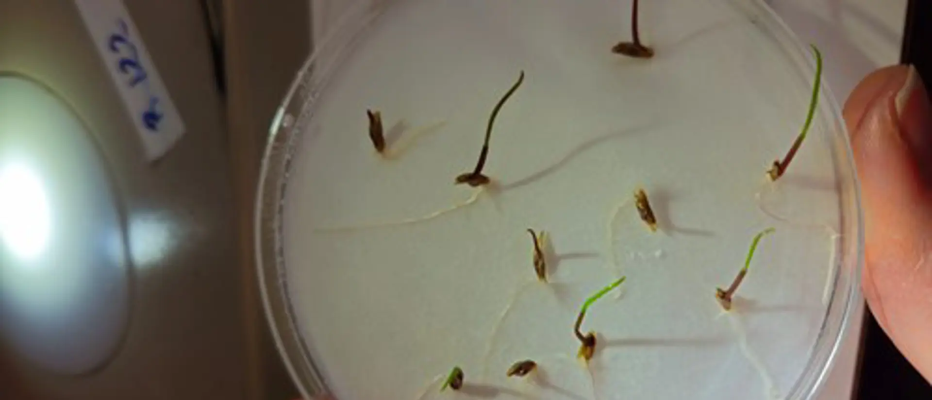 Ogräsfrön som ligger i en petridisk