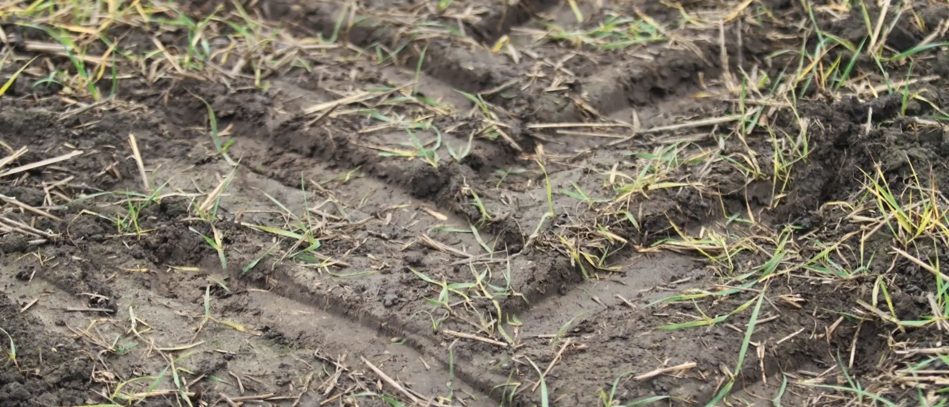 Spår i marken i lera där en traktor kört