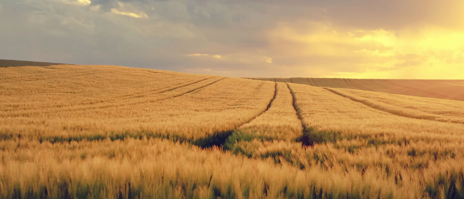 Ett moget spannmålsfält i solnedgång. genom fältet syns spår från en traktor.